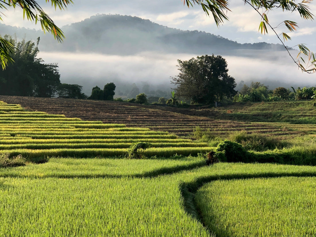 Bamboo branches above layered rice terraces covered in soft morning mist.