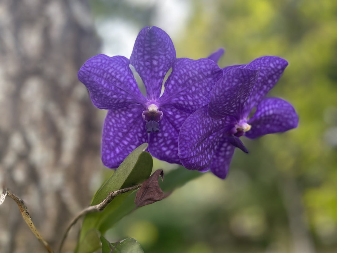 The Orchid of Quiet Strength  | A Reflection on Gentle Resilience in Children