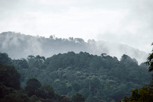 Misty jungle hillside with layers of trees fading into the fog