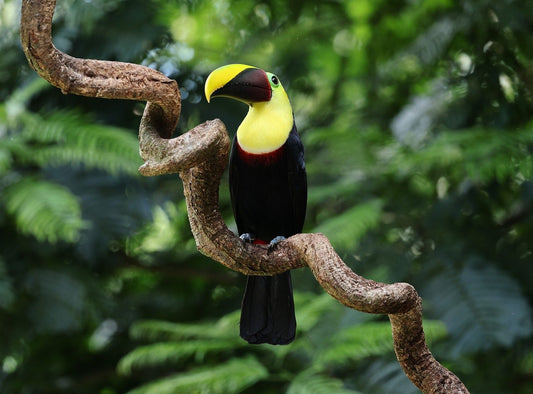 Photograph of a toucan perched on a curved jungle vine, listening quietly within the surrounding rainforest.